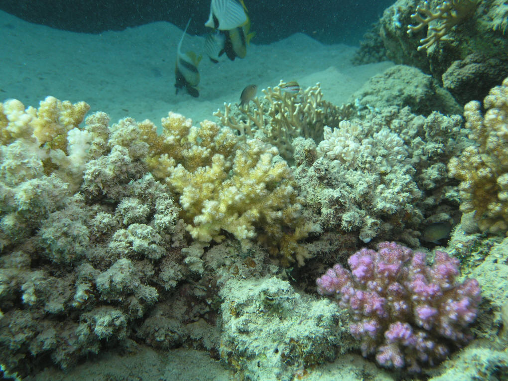 koralen.jpg